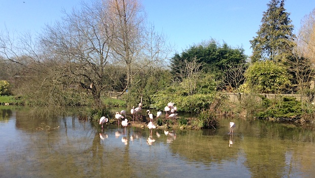 A Cotswolds family day out at Birdland Park and Gardens - Mummy in the City